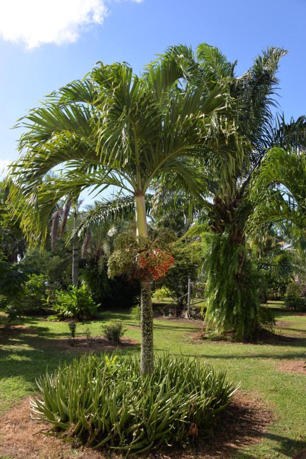 Domaine Des Oiseaux Reunion Bed & Breakfast Saint-Andre Ngoại thất bức ảnh